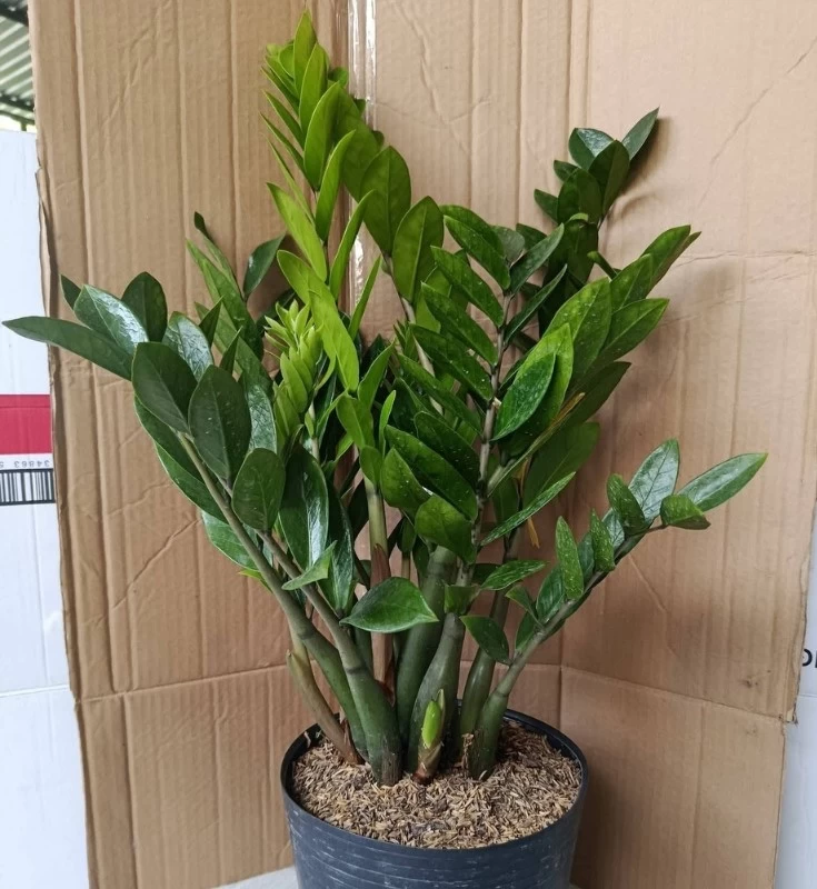 Chậu cây kim tiền dùng để hóa giải lỗi nhà có 2 cửa thông nhau