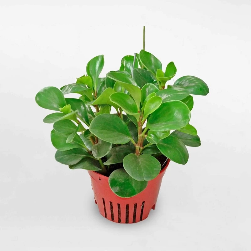 Câu Trường Sinh có bộ lá dày, mọng nước