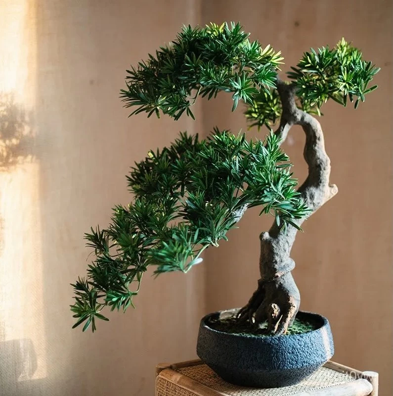 Cây Tùng La Hán có khả năng tạo dáng bonsai rất đẹp
