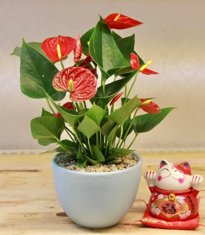 Cây Hồng Môn luôn nằm trong danh sách những loại cây phong thủy trong nhà được ưa chuộng nhất hiện nay