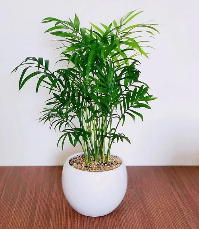 Câu Cau Tiểu Trâm có dáng cây thanh thoát