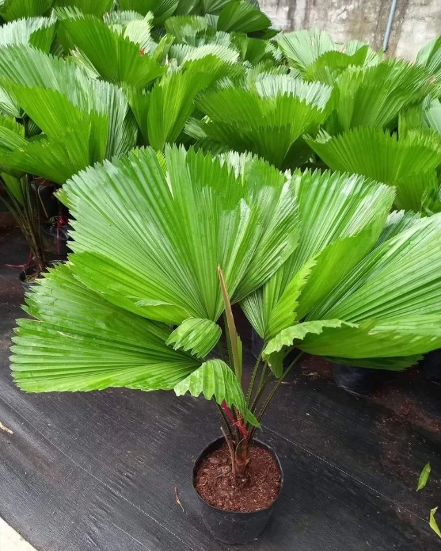 Cây Cọ Nhật là một trong những loại cây phong thuỷ trong nhà được yêu thích nhất hiện nay