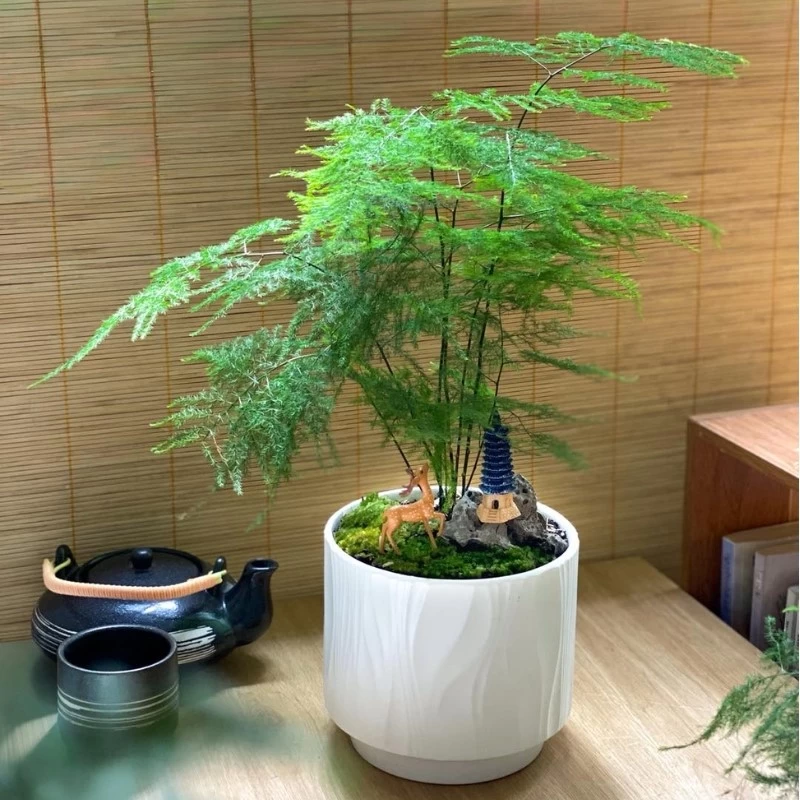 Cây Thủy Tùng có tán lá nhỏ li ti mọc dày