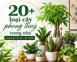 Cây phong thuỷ trong nhà