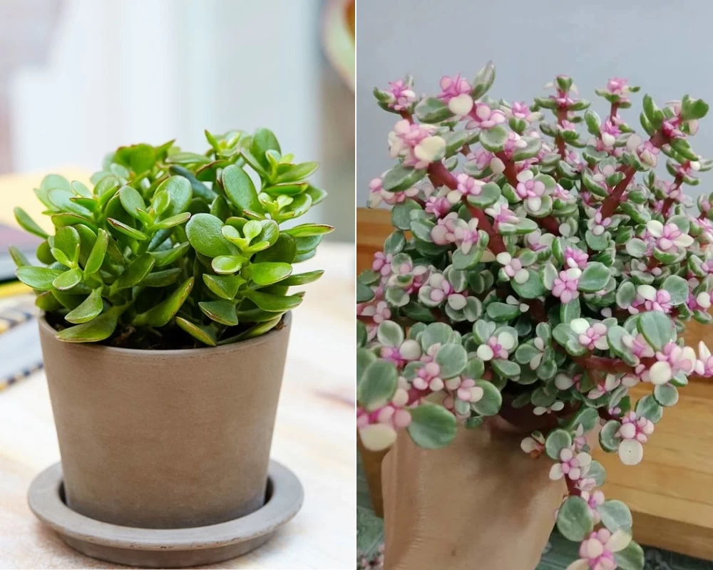 Cây Ngọc Bích nở hoa màu hồng nhạt
