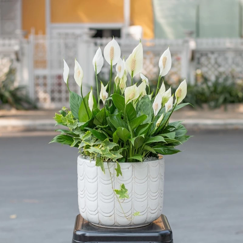 Cây Lan Ý có lá màu xanh đậm và hoa màu trắng tinh khôi